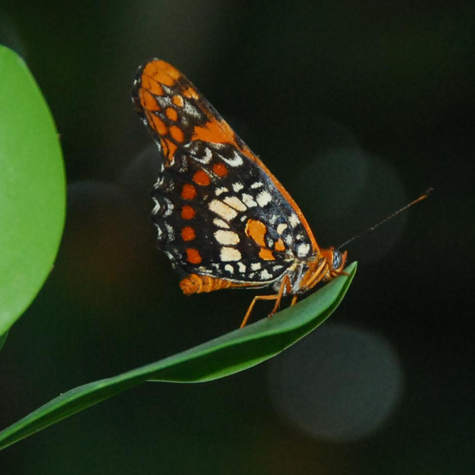 La declaración de la mariposa arlequín como especie amenazada a nivel federal se formalizó el pasado 3 de enero.