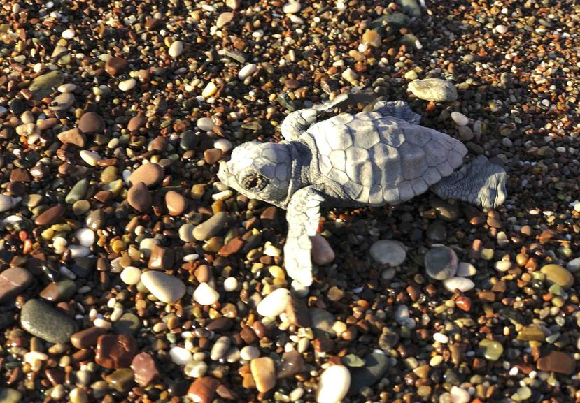Una tortuga caguama (Caretta caretta), que está en riesgo de extinción, trata de llegar al mar Mediterráneo, en Adrasan, Turquía, el 11 de agosto de 2019. (AP/Burhan Ozbilici)