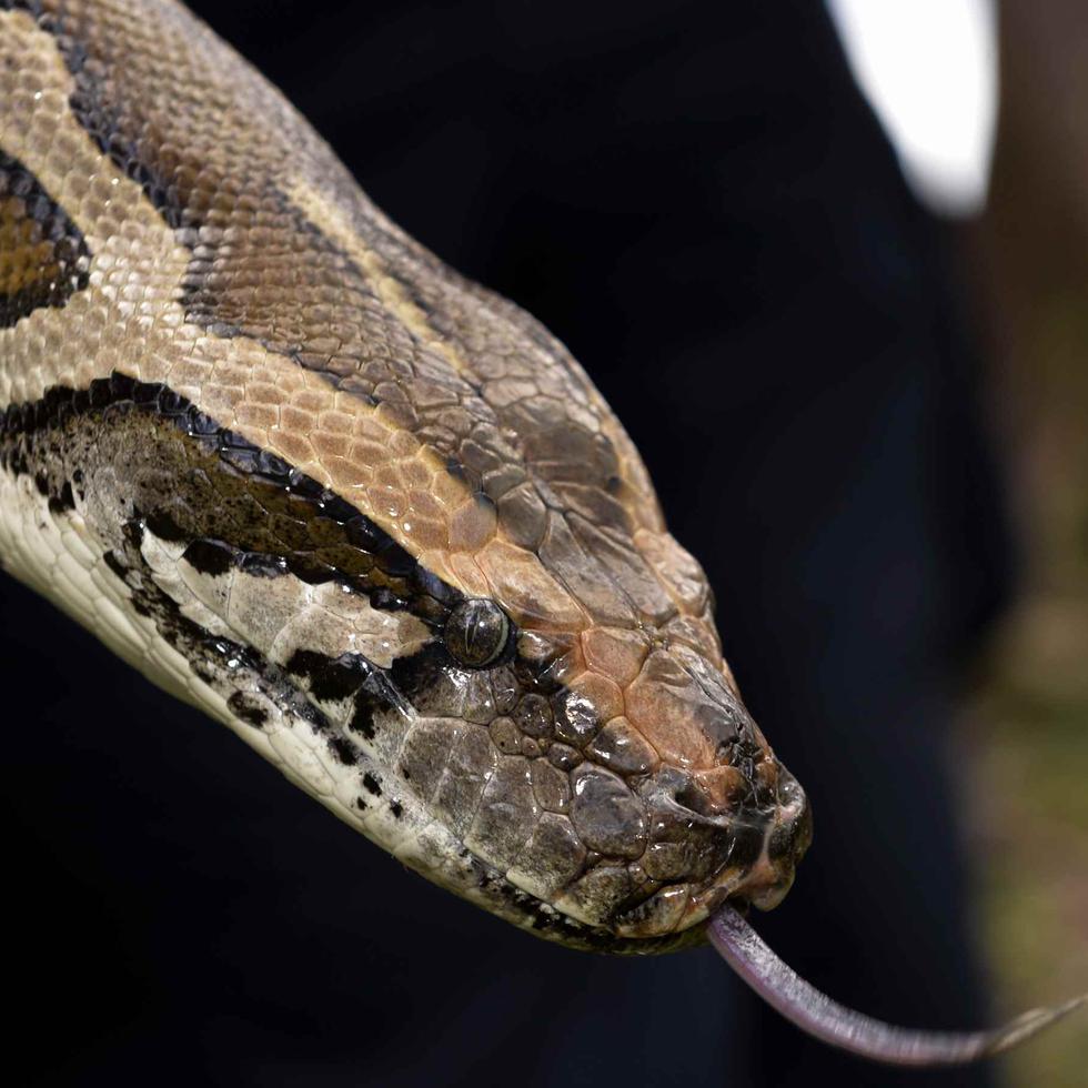 Para el estudio se recopiló un enorme conjunto de datos sobre las dietas de lagartos y serpientes, examinando registros del contenido estomacal de decenas de miles de especímenes preservados en museos.
