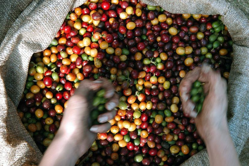 El interdicto busca que se aclare  que la legislación local está supeditada a la legislación federal que sí permite la importación de café. (GFR Media)