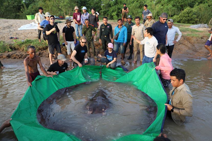 El récord anterior para un pez de agua dulce era de un bagre gigante del Mekong de 646 libras, descubierto en Tailandia en 2005. 