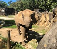 Elefante Mundi en el zoológico de Mayagüez.