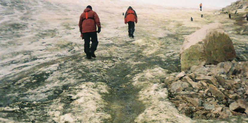 Los bancos de musgo están respondiendo al cambio climático en toda la Antártica. (Archivo / GFR Media)
