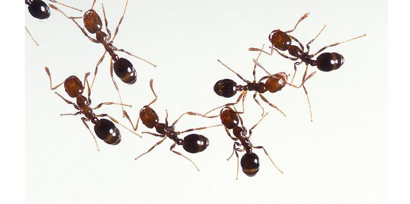 Las hormigas se parecen a las civilizaciones humanas en varios aspectos, entre ellos sobrevivir en condiciones de escasez de recursos. (GFR Media)
