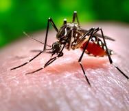 El virus del dengue es transmitido por la picada del mosquito Aedes aegypti.