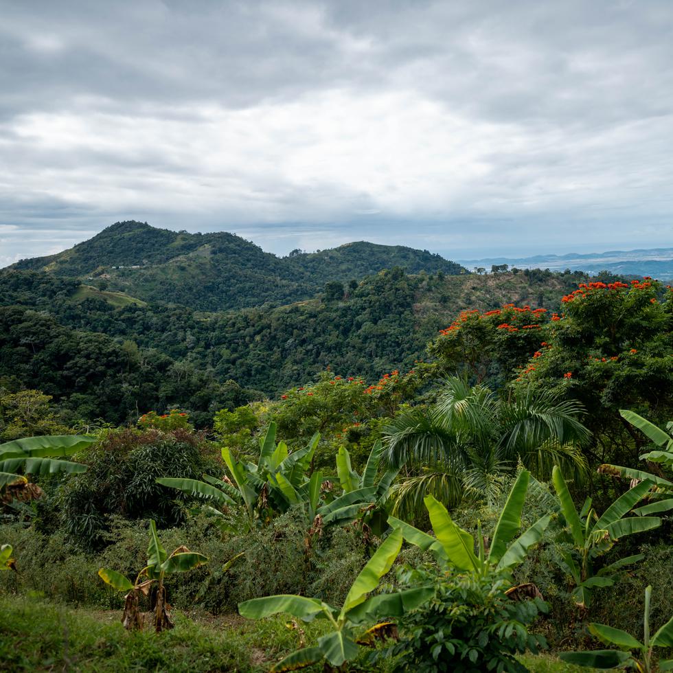Llegar al corazón de Sabana Grande es redescubrir los encantos de un pueblo caracterizado por su extensa llanura, que conjuga con hermosas montañas, ríos y un bosque húmedo subtropical.