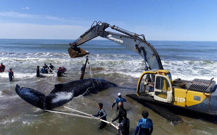 Los rescatistas utilizan una grúa para salvar a una ballena jorobada encallada en Mar del Tuyú, Argentina. (AP)