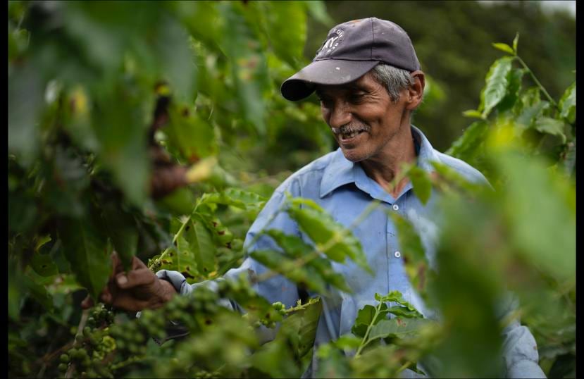 Jose Rivera Pérez, de 59 años, lleva 35 años como empleado agrícola y recolector en Café Roig. 