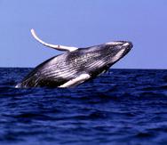 Los científicos colocaron transmisores satelitales para rastrear a 25 ballenas por varios años. (AP / John Riley)