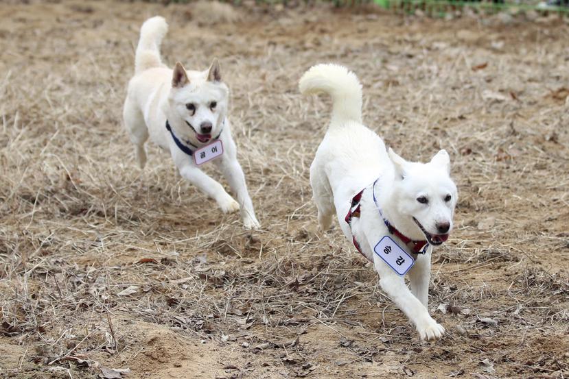 Los perros regalados hace cuatro años por el líder de Corea del Sur, Kim Jong-un, terminaron reubicados en un zoo surcoreano tras una disputa sobre quién debía costear su mantenimiento.