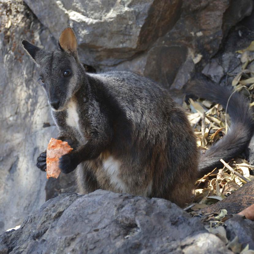 Esta foto de diciembre de 2019 proporcionada por Guy Ballard muestra a un macho de walabí de las rocas comiendo alimentos suplementarios proporcionados por los investigadores en el Parque Nacional de Oxley Wild Rivers en Nueva Gales del Sur, Australia. (A