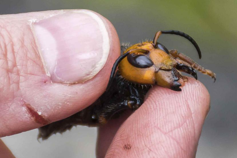 n esta foto del 23 de abril de 2020 distribuida por el departamento de Agricultura del estado de Washington, un investigador sostiene un avispón asiático gigante (Vespa mandarinia).en Blaine, Washington. (AP)