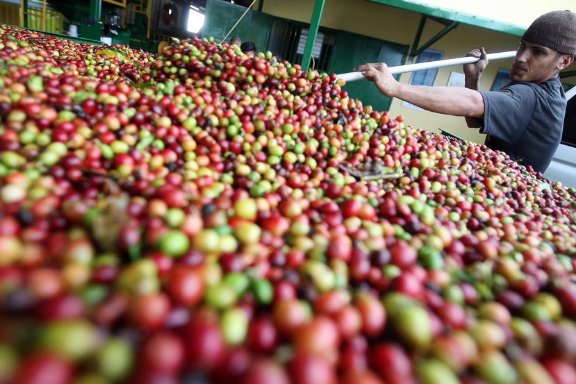 El secretario de Agricultura advirtió que la entrada de semillas de café como  otras especies agrícolas puede poner en riesgo de plagas las cosechas. (GFR Media)