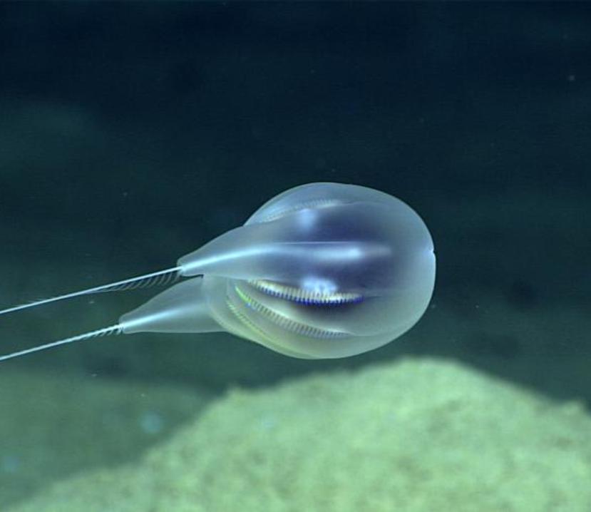 La medusa cetenófora fue vista por primera vez en el 2015.