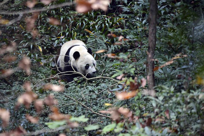 Bei Bei explora su nuevo entorno en su primer día en la base de Bifengxia del Centro de Conservación e Investigación de Pandas Gigantes de China en Ya'an. (AP)