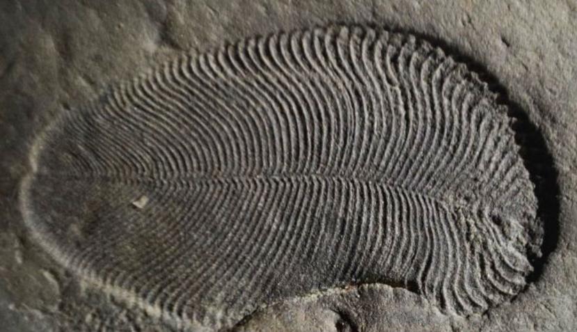 El fósil fue hallado en una área remota cerca del Mar Blanco, en el noroeste de Rusia. (Australian National University)