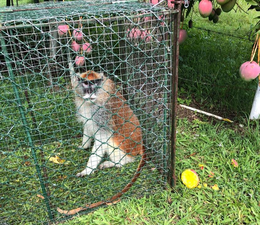 Para capturar al mono, el Cuerpo de Vigilantes del DRNA preparó una jaula con frutas y alimentos.