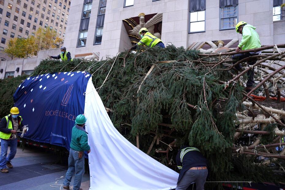 It will be one of the most famous Christmas trees in the world, at Rockefeller Center.