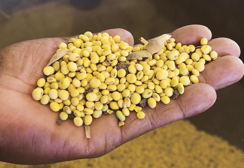 La soya es una de las semillas que empresas de biotecnología agrícola en Puerto Rico producen regularmente. (GFR Media)