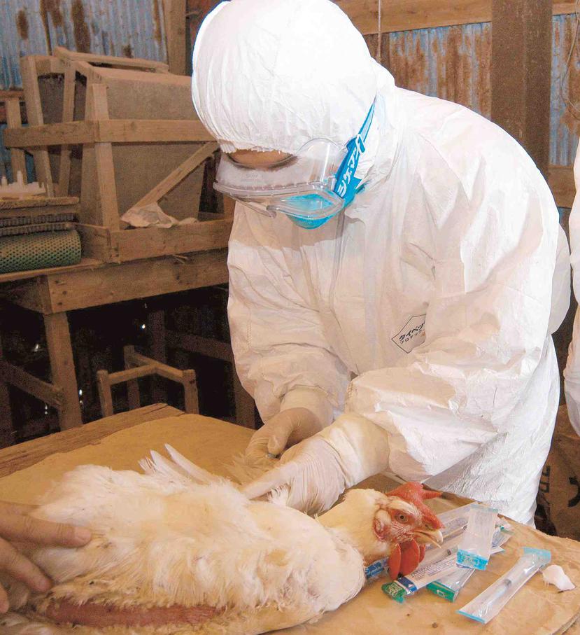 Este último brote de la variante altamente patógena H5N6 en el país asiático ya ha supuesto el sacrificio de más de 800,000 aves en todo el archipiélago. (GFR Media)