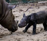 La cría nació el sábado en uno de los santuarios de rinocerontes más importantes de Indonesia.