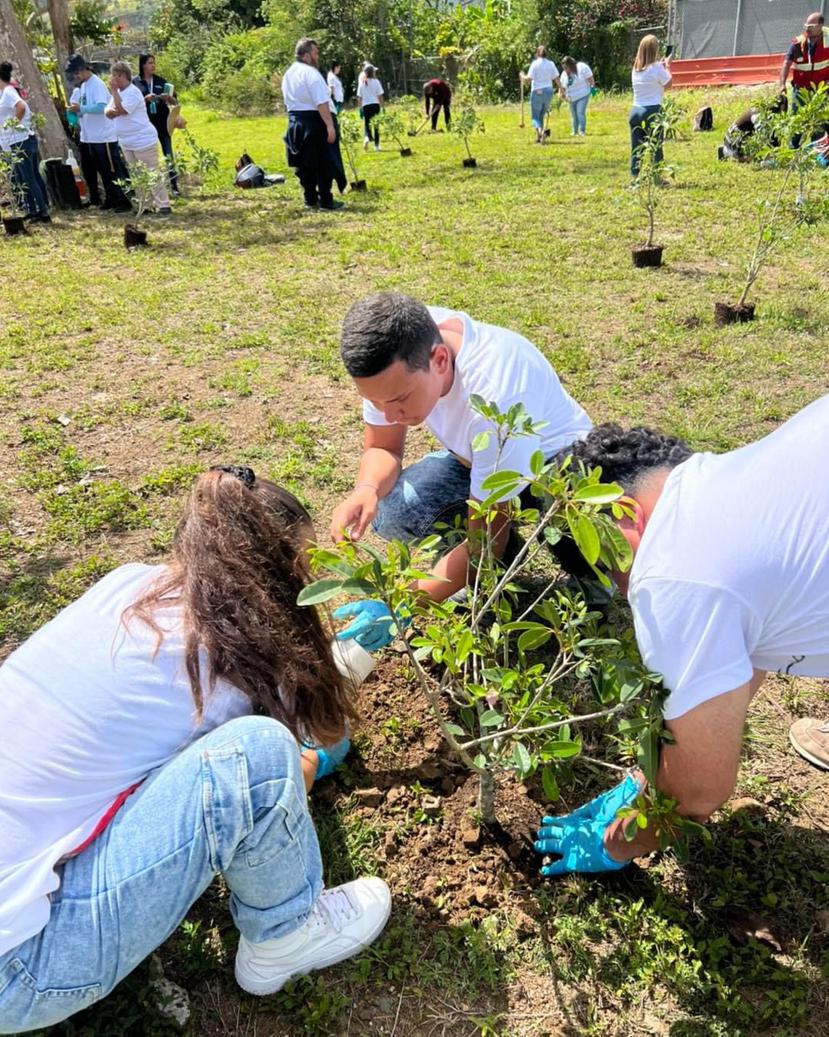 Estudiantes de las escuelas cayeyanas participaron de la siembra de árboles el pasado viernes, en el marco del Día Internacional del Planeta.