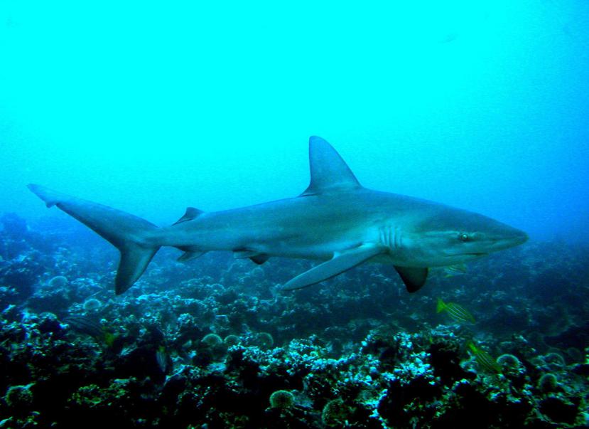 La presencia de tiburones es común en la playas de Pernambuco, donde se han registrado un total de 64 ataques desde 1992, la mayoría de ellos en Recife (EFE).
