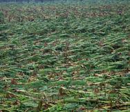 El secretario de Agricultura indicó que el 90% de los cultivos de plátanos y guineos se perdió.