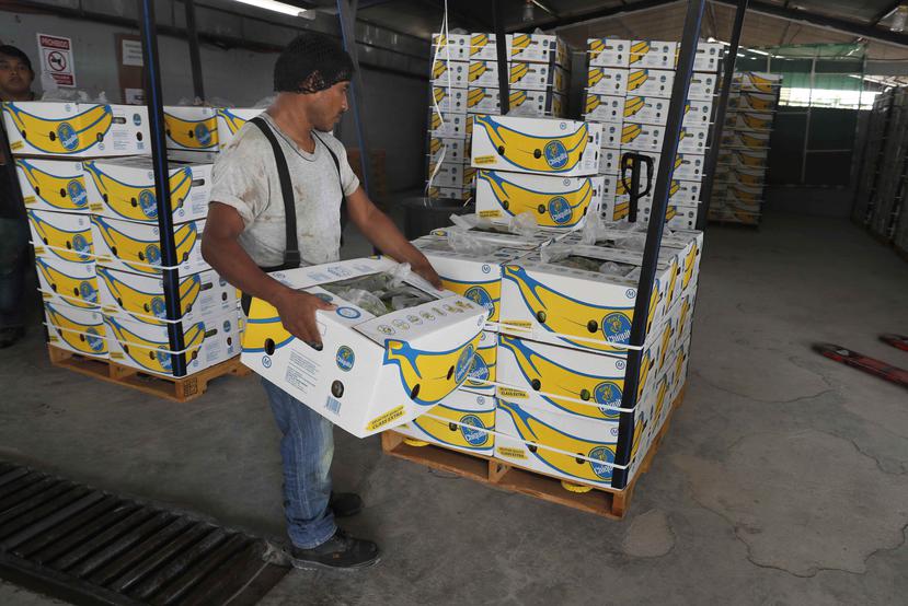 Un trabajador apila cajas de guineos recién cosechados para su exportación en Hidalgo, México. (AP)