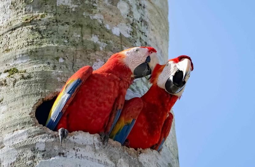 Alrededor del golfo, las grandes montañas y los frondosos bosques del Parque Nacional Piedras Blancas y el Refugio Nacional de Vida Silvestre Golfito albergan cientos de especies de aves, entre ellas la lapa (guacamaya) roja.