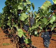 Foto de archivo de un viñedo de la uva Pinot Noir en el estado de Oregon (AP Photo/Greg Wahl-Stephens)