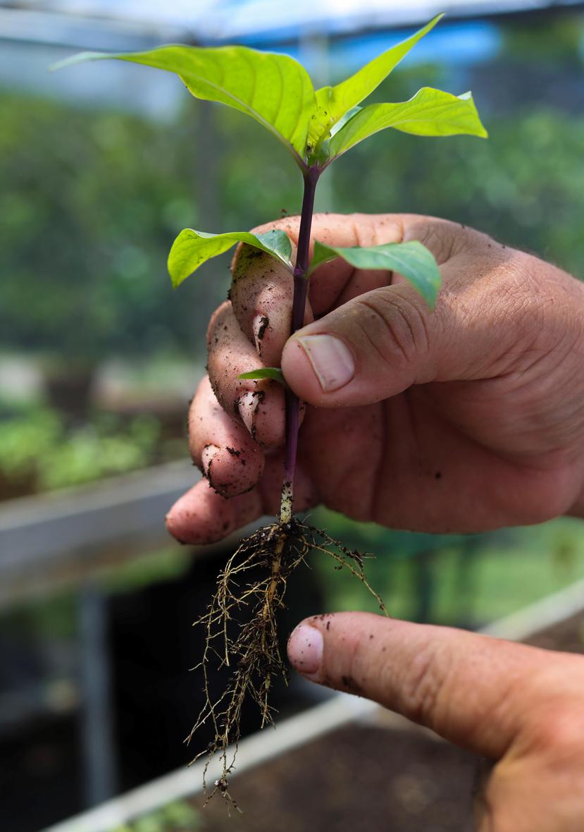 Para la Naturaleza produce la mayoría de las semillas del programa Hábitat en su vivero del Jardín Botánico Norte, en Río Piedras.