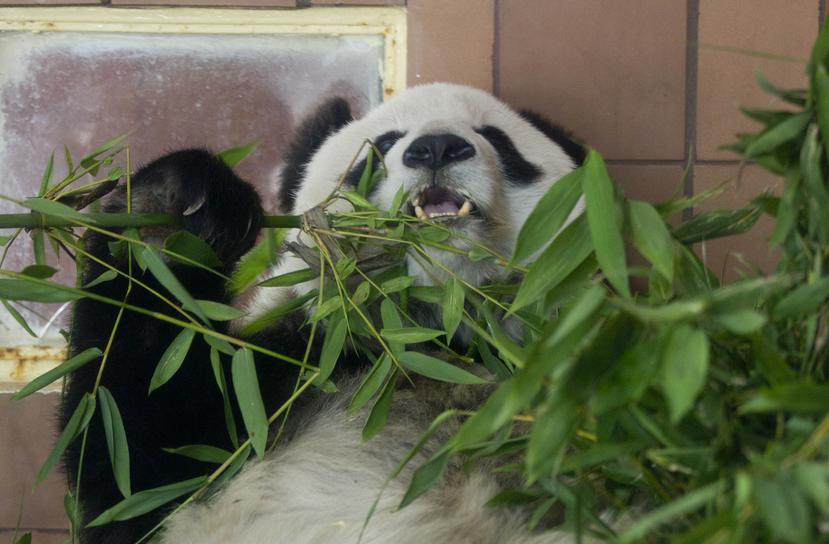 La panda Shuan Shuan en su recinto del Zoológico de Chapultepec, en la Ciudad de México.