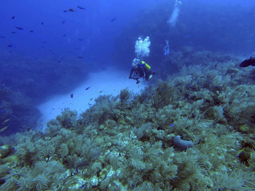 Los investigadores dijeron que encontraron "una diversidad increíble, sobre todo en términos de algas y esponjas y una salud increíble también dentro de esos arrecifes" en Cuba. (AP / Chris Gillette)