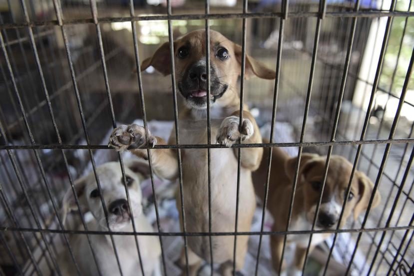 Imagen de cachorros en una jaula en el Canita Sanctuary, en Guayama, el cual acoge a cientos de perros y gatos abandonados y sufrió algunos daños en el huracán María. (AP)