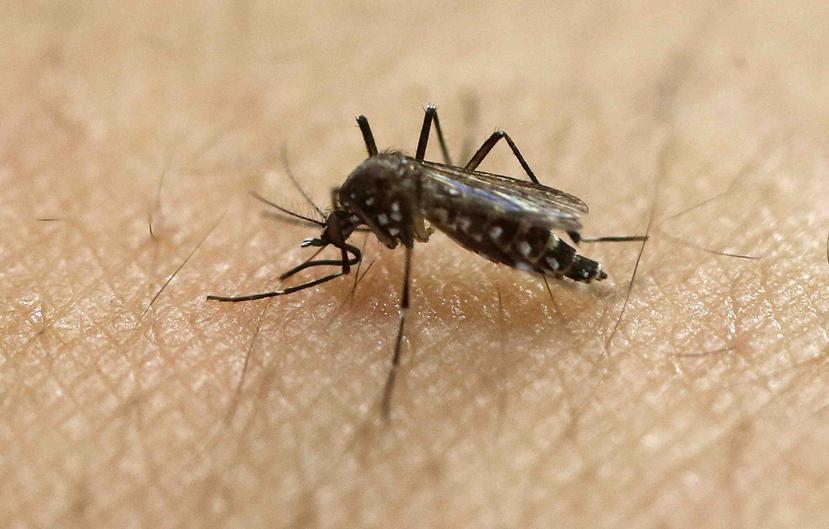Se ha reportado que el zika causa el síndrome paralizante de Guillain-Barre. (Archivo / AP)