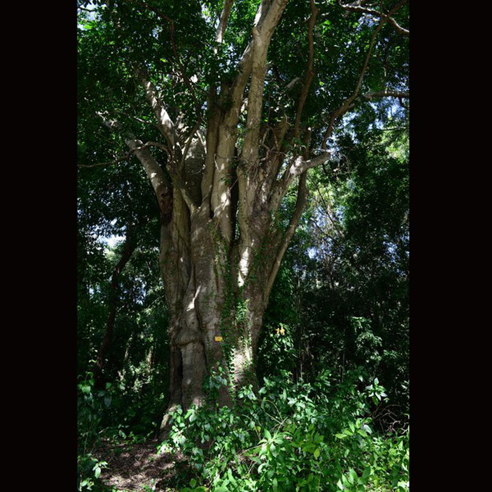 El árbol campeón de quenepa es el más grande de su especie en el Caribe. (tony.zayas@gfrmedia.com)