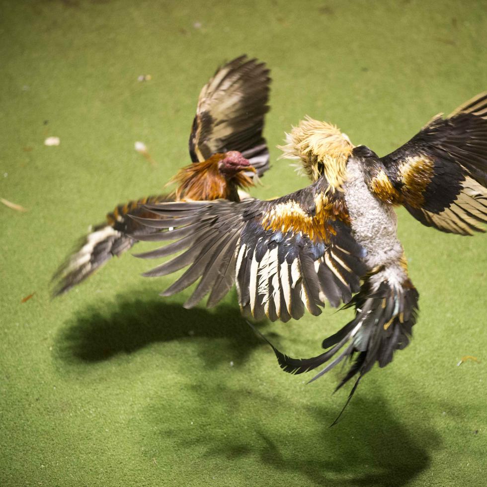 Imagen de una pelea de gallos. (GFR Media)
