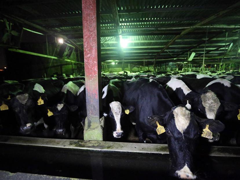 A las tres de la madrugada, en la Vaquería Janer, en Las Piedras, Fernando Rivera “cochea” las vacas para llevarlas hasta el lugar donde las ordeñan. (juan.martinez@gfrmedia.com)