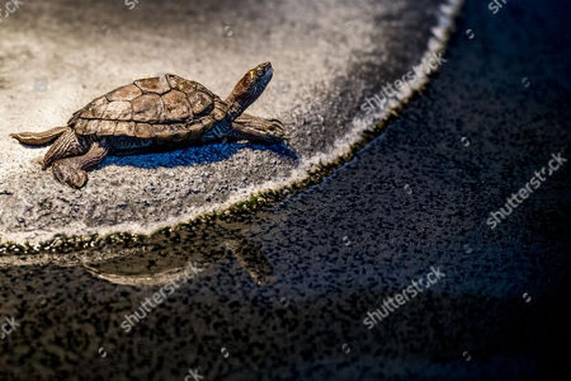 188 tortugas estaban vivas y 11 muertas. (Shutterstock)