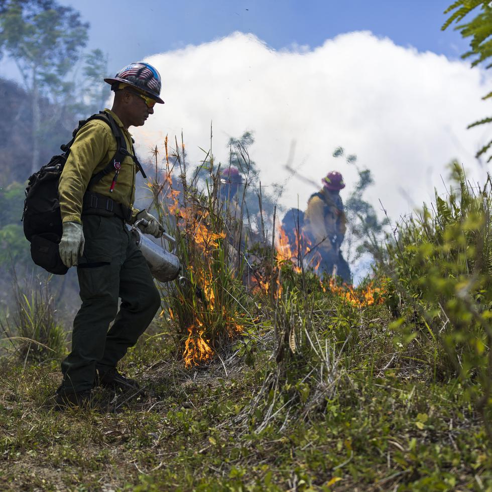 El comisionado del NCBPR, Marcos Concepción Tirado, resaltó el peligro de los incendios forestales, que ponen en riesgo comunidades, terrenos agrícolas y otros ecosistemas naturales del archipiélago.