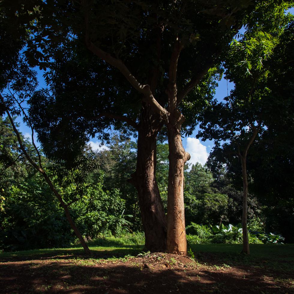 A simple vista, el cementerio ecológico Campo Paz y Bien luce como un bosque, en el que los árboles –adultos y recién sembrados– abundan y, por consiguiente, la sombra.