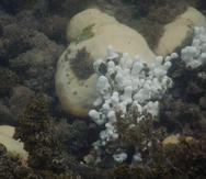 Blanqueamiento de corales en el área de la reserva natural La Jungla, cerca de la costa de Guánica.