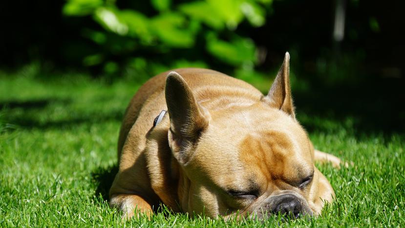 Los revolcones sobre pasto o tierra exponen a tus mascotas a las pulgas y las garrapatas. (Mylene2401 / Pixabay)