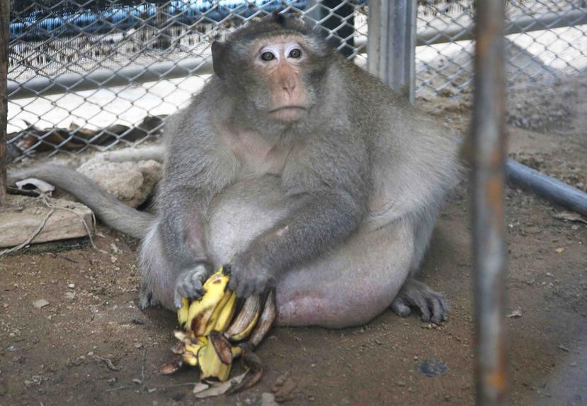 Los monos silvestres andan libres en muchas partes de Tailandia, atrayendo turistas que les dan de comer y juegan con ellos. (The Associated Press)