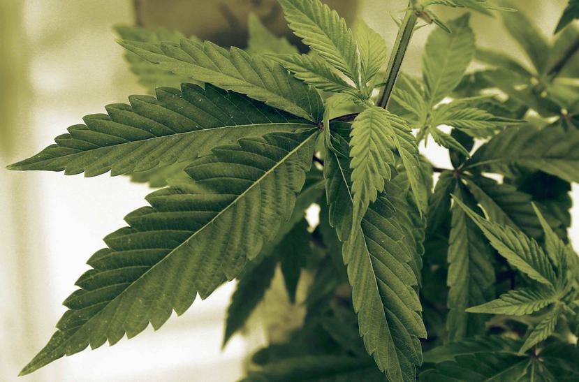Dos años y medio después de que el electorado en Arkansas votó a favor de legalizar el uso médico de la marihuana, los pacientes calificados empezaron a comprarla hoy. (AP/Jim Mone)