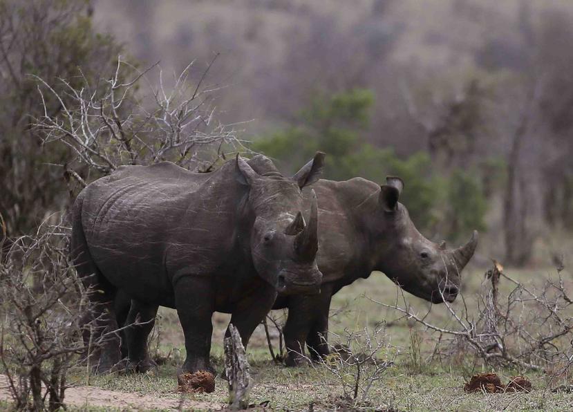 Unos rinocerontes en el Parque Nacional Kruger en Sudáfrica el primero dce octubre del 2016. (AP)