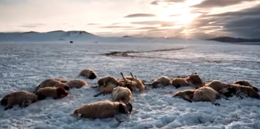 Reportan la muerte súbita de rebaños enteros que sumaron 11 millones de animales en tres inviernos consecutivos en Mongolia. (Toma pantalla / Suk Jung)