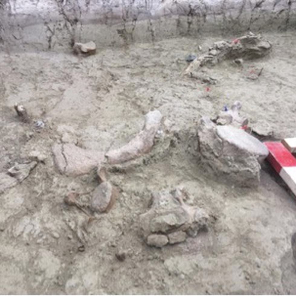 Un equipo científico chileno-español ha descubierto restos fósiles de gonfoterios, parientes extinguidos de los elefantes actuales que vivieron hace más de 12,000 años, cerca del Lago Taguatagua, en Chile central.