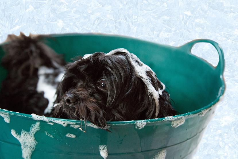 La frecuencia del baño en los perros depende de la raza y otros factores. (AmandaCullingford / Pixabay)